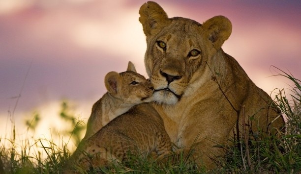 Etosha bis Vic Falls